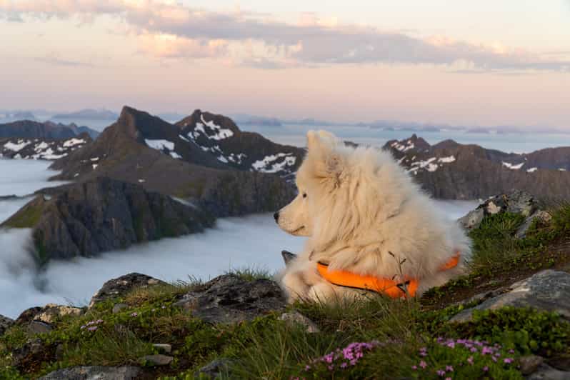 Lofoten Islands: Hiking Into the Wilderness - Guided Tour - Itinerary and Experience