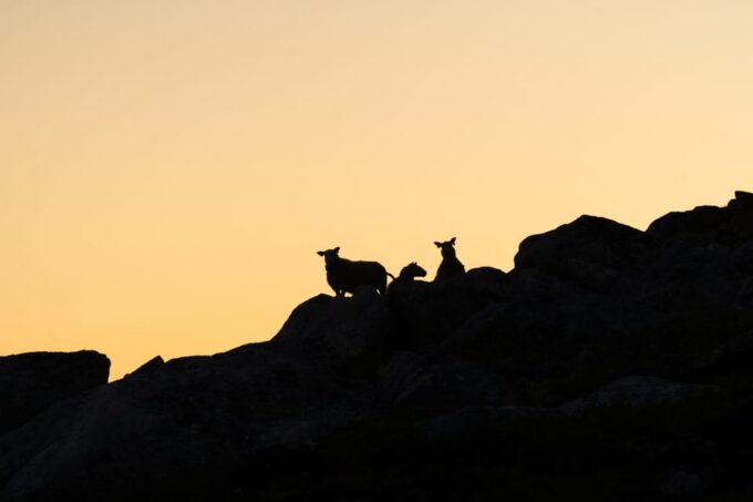 Lofoten Islands: Hiking Into the Wilderness - Guided Tour - Important Information