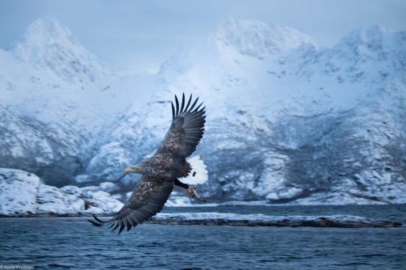 Lofoten: Trollfjord Sea Eagle Safari by RIB Boat - Gear and Equipment Provided
