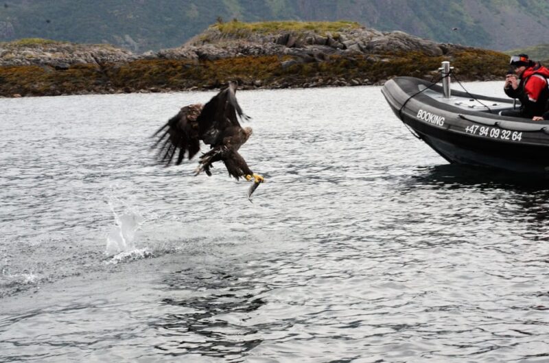 Lofoten: Trollfjord Sea Eagle Safari by RIB Boat - Wildlife Viewing Opportunities