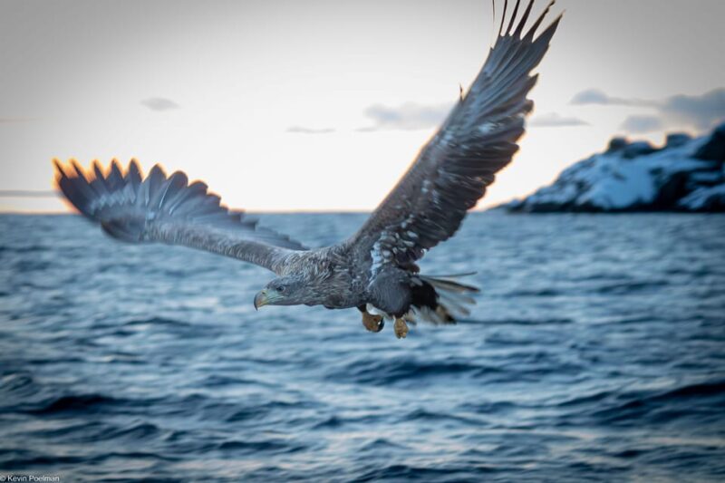 Lofoten: Trollfjord Sea Eagle Safari by RIB Boat - Activity and Experience Highlights