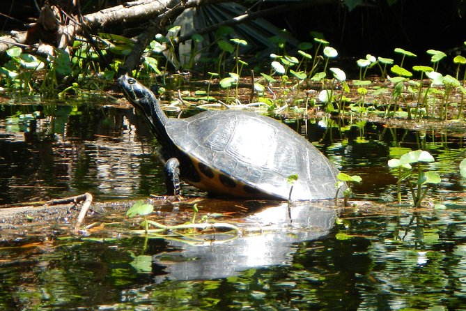 Lofton Creek Kayaking Trip With Professional Guide - Highlights of the Kayaking Trip
