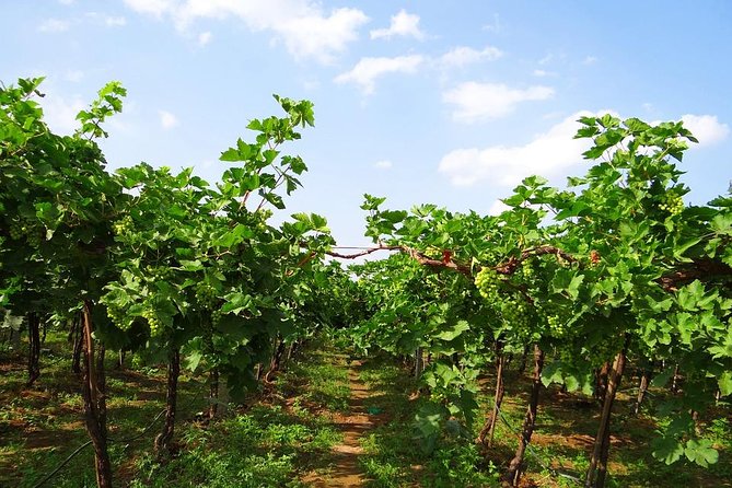 Loire Valley Day From Tours : Azay-Le-Rideau, Villandry, Winery - Transportation and Logistics