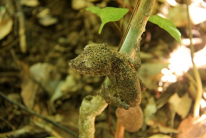 Lokobe Reserve - Wildlife Viewing
