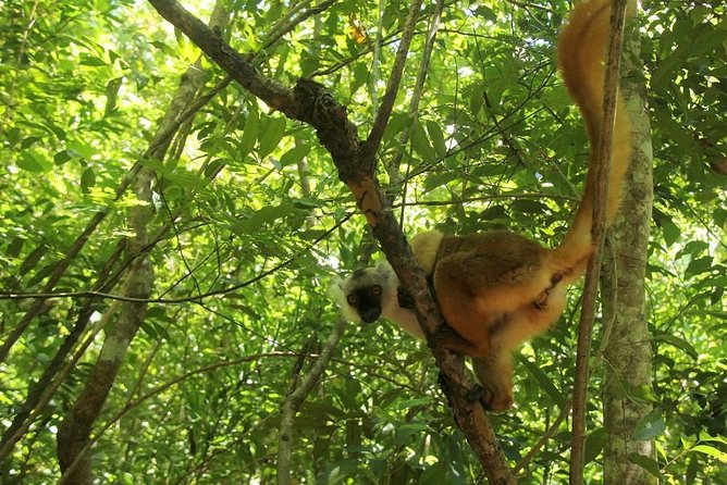 Lokobe Reserve - Tour Constraints and Reviews