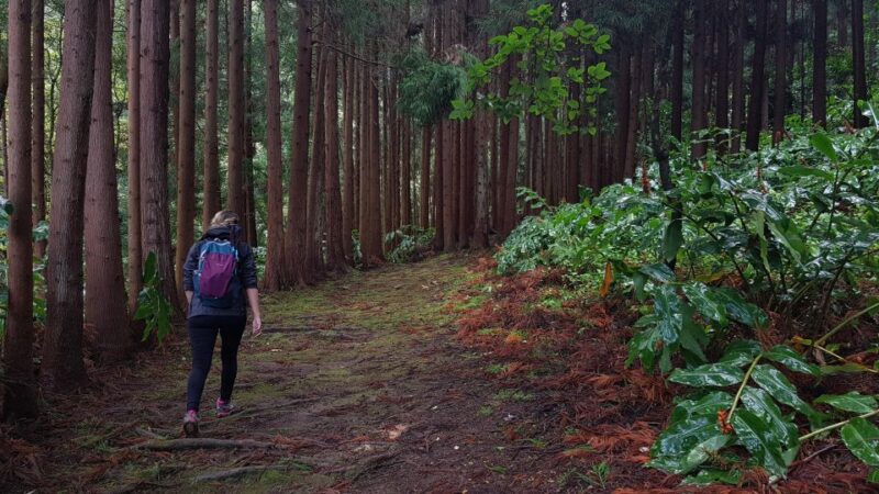 Lomba De São Pedro: Waterfall Hiking Tour With Tea Tasting - Itinerary Highlights