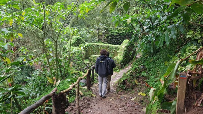 Lomba De São Pedro: Waterfall Hiking Tour With Tea Tasting - Transportation and Logistics
