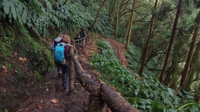 Lomba De São Pedro: Waterfall Hiking Tour With Tea Tasting - Guided Tea Plantation Visit