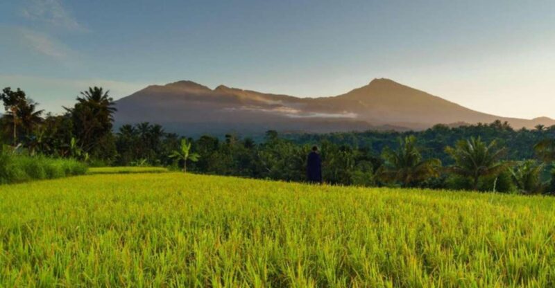 Lombok Day Trip: Ricefield, Waterfall, Monkey Forest. - Key Points
