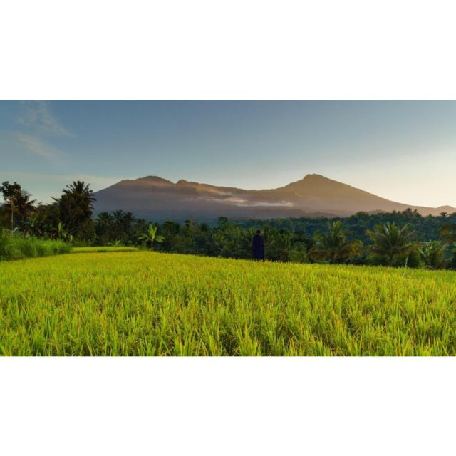 Lombok Day Trip: Ricefield, Waterfall, Monkey Forest. - Itinerary Details