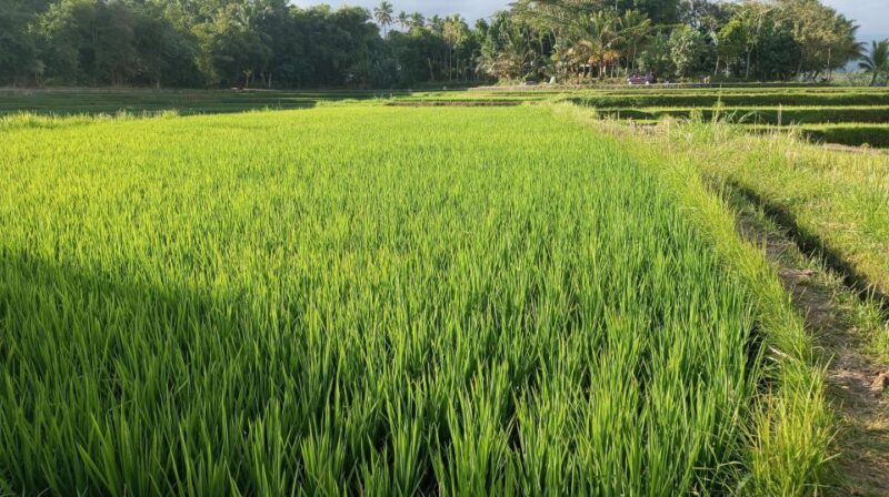 Lombok Day Trip: Waterfall, Rice Terrace, Bamboo Handycraft - Local Cuisine Experience