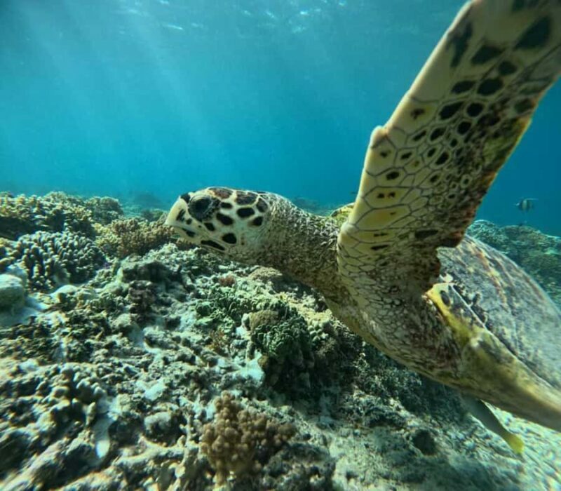 Lombok : Gili Islands Private Snorkeling Tour - FAQ