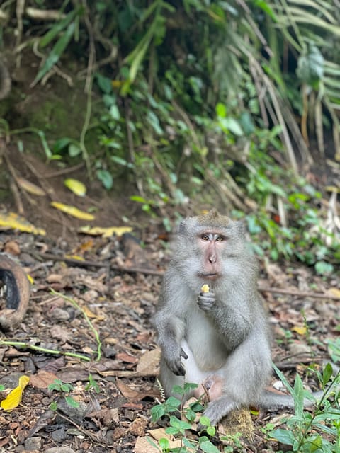 Lombok : Hiking- Rice Terrace & Waterfalls Tour - Key Points