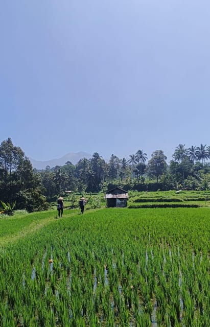 Lombok : Hiking- Rice Terrace & Waterfalls Tour - Itinerary Details