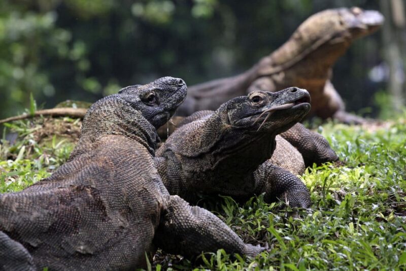 Lombok: Komodo Island 4-Day Boat Trip With Food and Board - Key Points