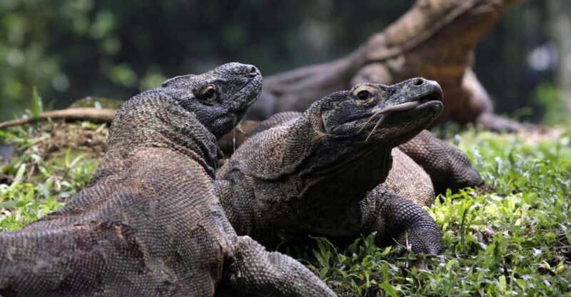 Lombok: Komodo Island 4-Day Boat Trip With Food and Board - Itinerary Highlights
