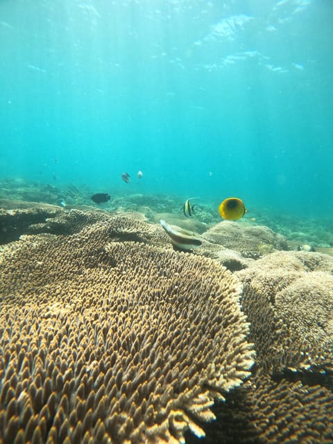 Lombok Pink Beach Boat Trip : Snorkeling & Relaxing - Itinerary Highlights
