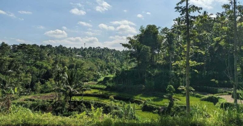 Lombok: Privat Tetebatu Rice Terrace Panorama Walking Tour - Key Points