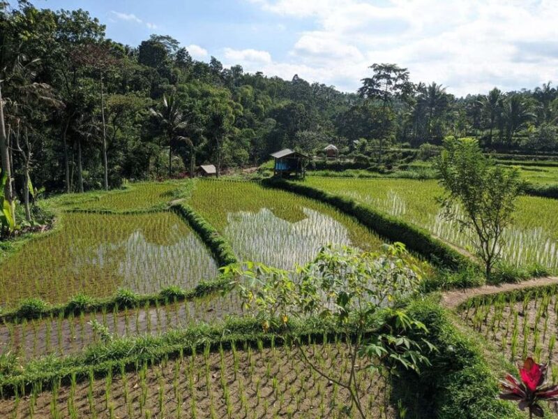 Lombok: Privat Tetebatu Rice Terrace Panorama Walking Tour - Experience Highlights