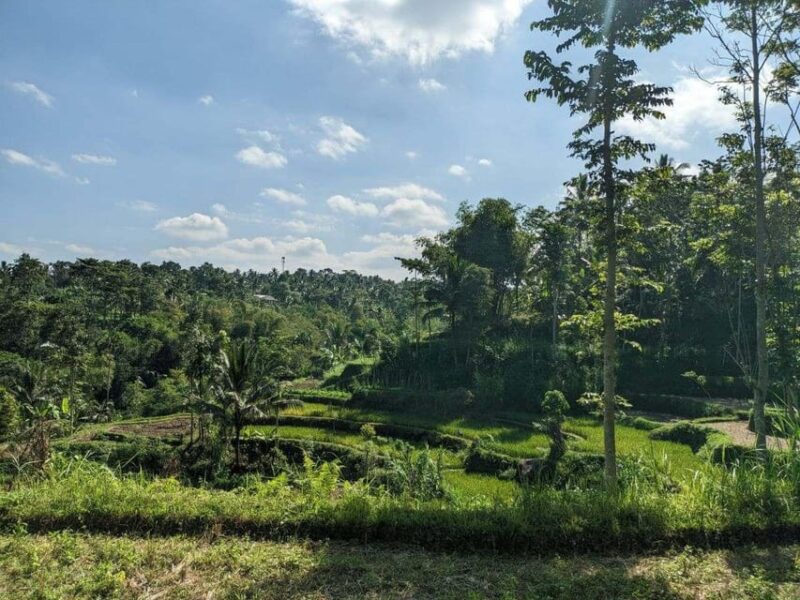 Lombok: Privat Tetebatu Rice Terrace Panorama Walking Tour - Itinerary and Logistics