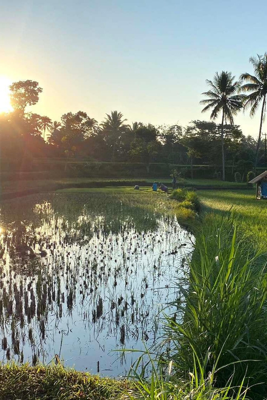 Lombok: Privat Tetebatu Rice Terrace Panorama Walking Tour - Preparation and Important Information