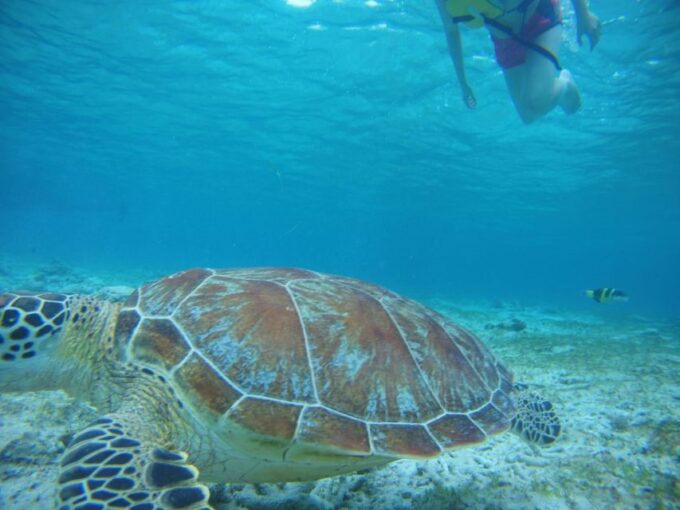 Lombok: Private Island Tour by Boat With Snorkeling - Snorkeling at Pink Beach