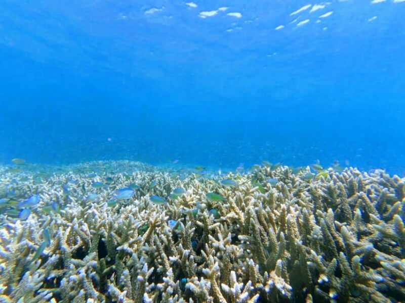 Lombok : Private Snorkel Tour Gili Rengit, Gede & Gili Layar - Key Points