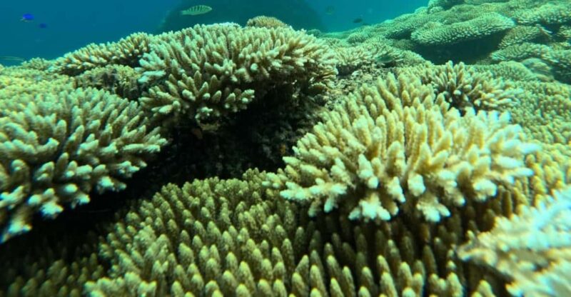 Lombok : Private Snorkel Tour Gili Rengit, Gede & Gili Layar - Important Information