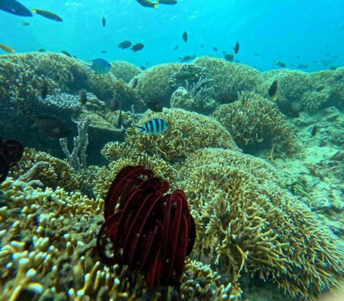 Lombok : Private Snorkel Tour Gili Rengit, Gede & Gili Layar - Snorkeling Locations