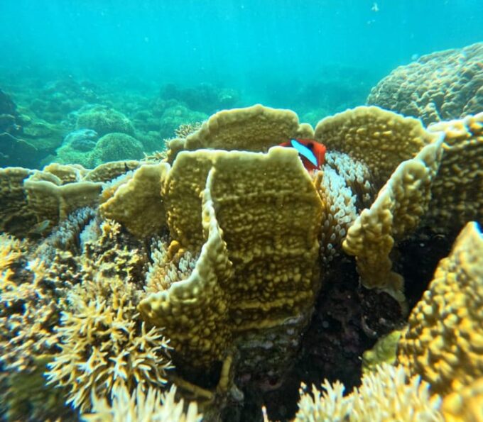 Lombok : Private Snorkel Tour Gili Rengit, Gede & Gili Layar - Free Time and Lunch