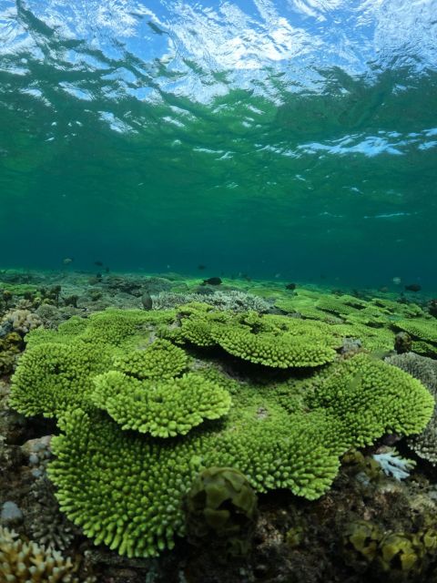 Lombok: Private Snorkeling Gili Nanggu, Gili Sudak, Gili Kedis. - Highlights of Gili Nanggu