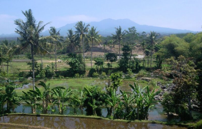 Lombok Rice Field Walking Tour - Key Points