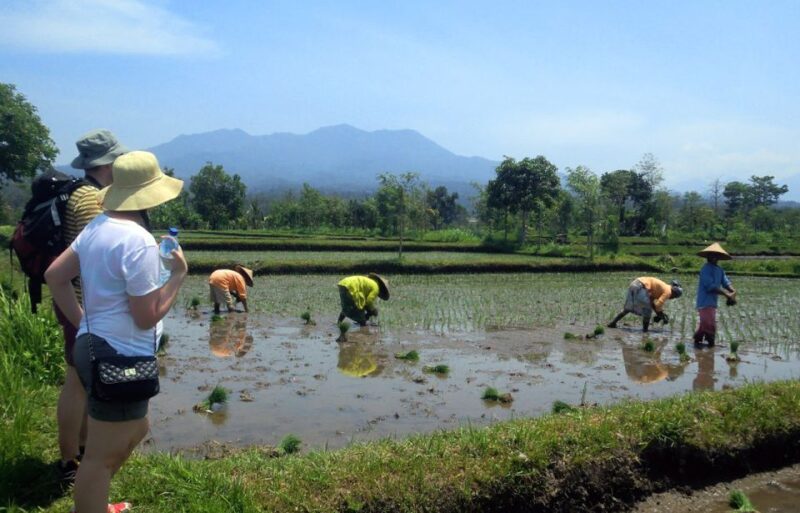 Lombok Rice Field Walking Tour - Itinerary and Experience