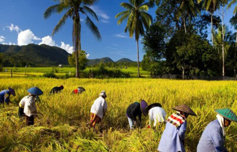 Lombok Rice Field Walking Tour - Hotel Pick-up and Transportation