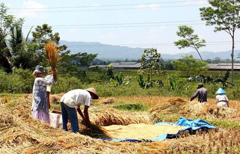 Lombok Rice Field Walking Tour - Local Market and Crafts