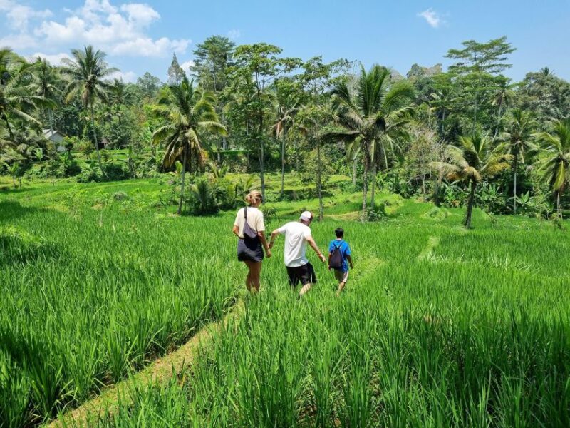 Lombok: Rice Terrace Walking Tour & Benang Kelambu Waterfall - Itinerary and Highlights