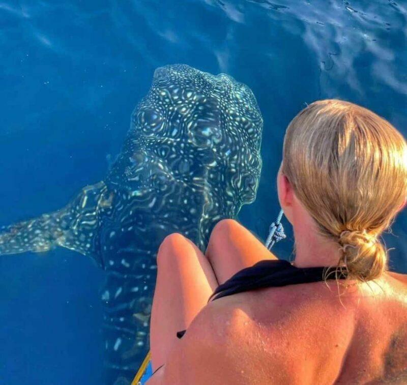 Lombok : Sharing Whale Shark Tour 2 Day 1 Night Sumbawa - Key Points