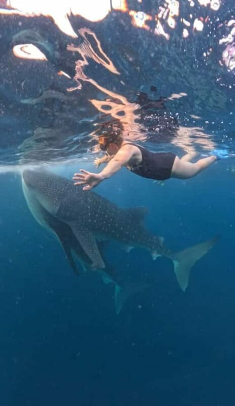 Lombok : Sharing Whale Shark Tour 2 Day 1 Night Sumbawa - Experience Quality and Authenticity