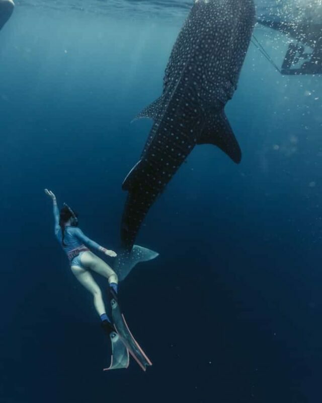 Lombok : Sharing Whale Shark Tour 2 Day 1 Night Sumbawa - Value and Pricing