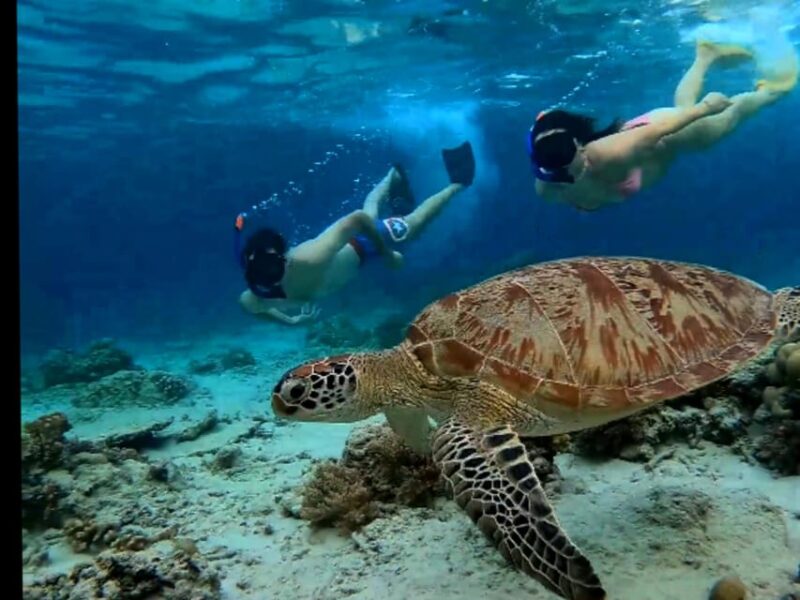 Lombok Shore Excursion Cruiser Ship : 1 Day Tour Gili Island - Inclusions and Equipment