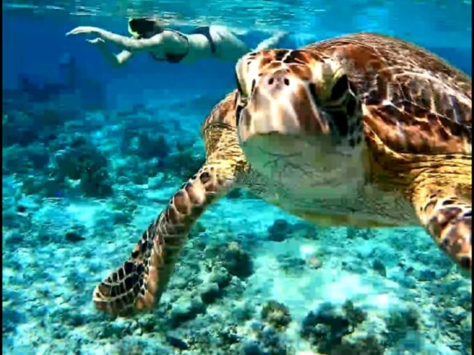 Lombok Shore Excursion Cruiser Ship : 1 Day Tour Gili Island - Snorkeling Spots and Exploration