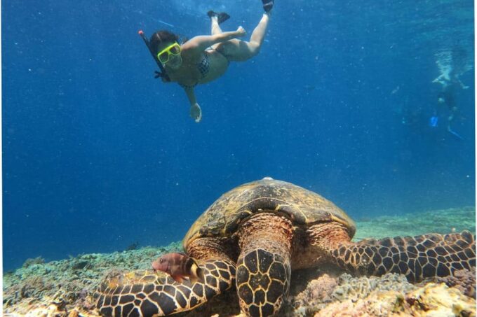 Lombok Shore Excursion Cruiser Ship : 1 Day Tour Gili Island - Flexible Return Arrangements