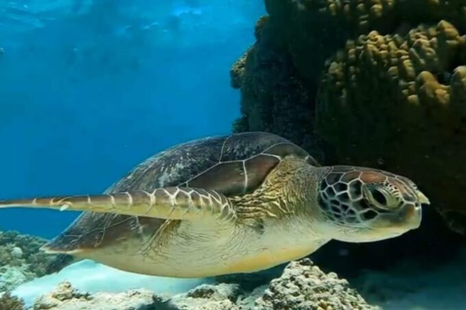 Lombok Shore Excursion Cruiser Ship : 1 Day Tour Gili Island - Frequently Asked Questions