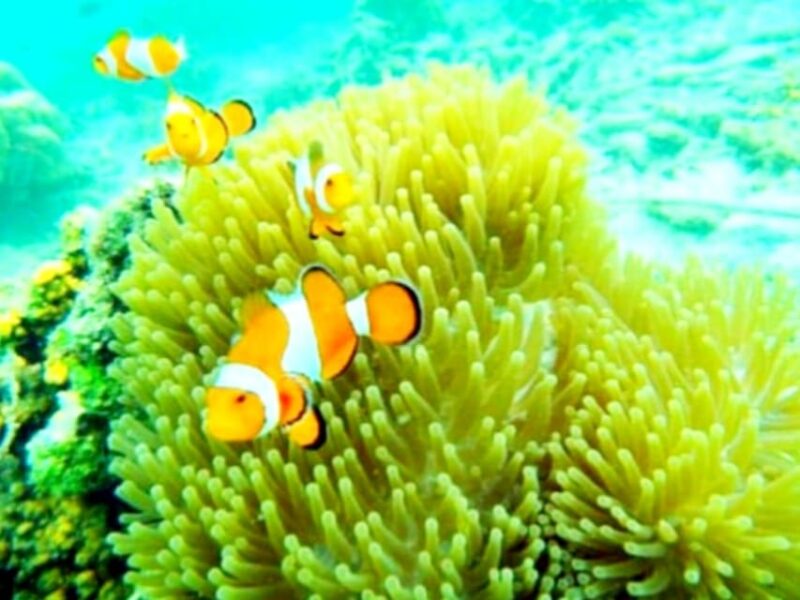 Lombok Shore Excursion Cruiser Ship : Day Tour Secret Gili - Tour Details and Itinerary
