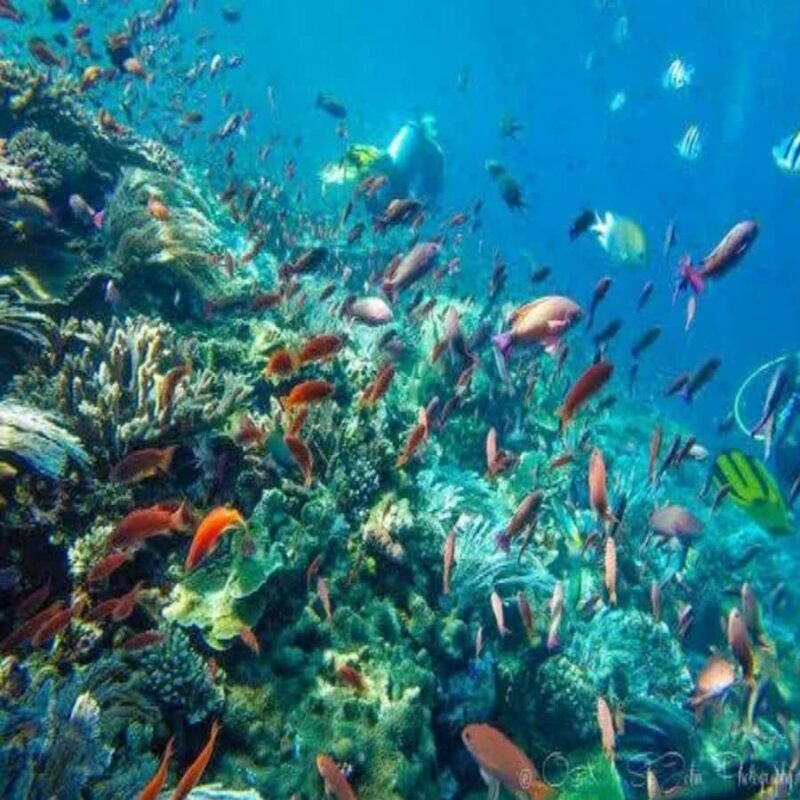Lombok Sumbawa Sharing 2D1N Whale Shark With Snorkeling - Key Points