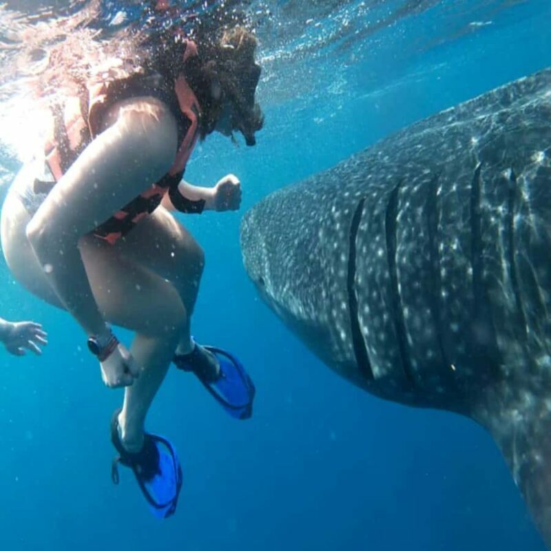 Lombok Sumbawa Sharing 2D1N Whale Shark With Snorkeling - The Value & Pricing