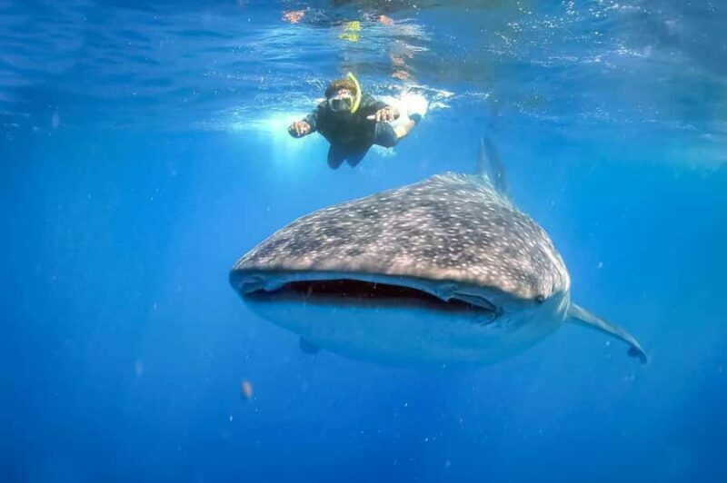 Lombok Sumbawa Sharing 2D1N Whale Shark With Snorkeling - Who Should Consider This Tour?