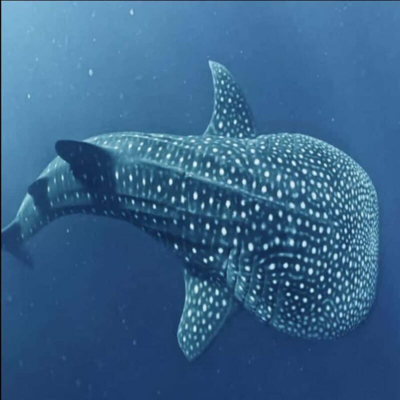 Lombok Sumbawa Sharing 2D1N Whale Shark With Snorkeling - Final Thoughts