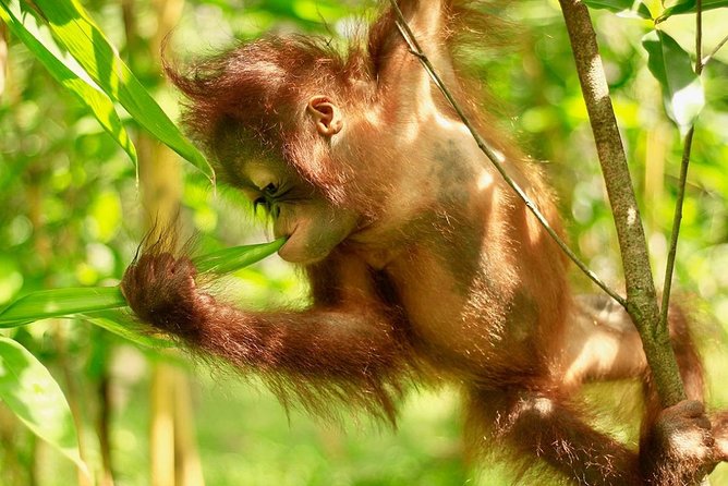 Lombok Wildlife Park Skip the Line Ticket - Transportation Shuttle Options