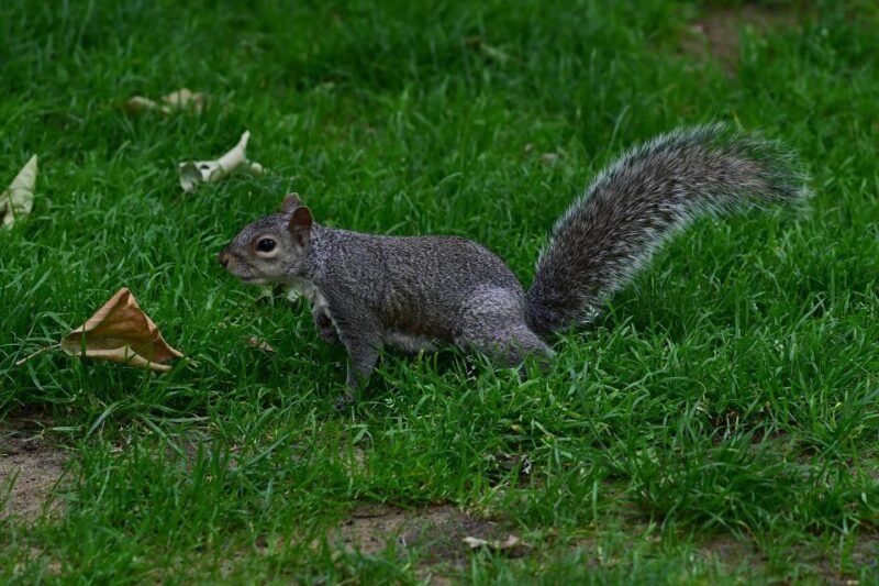 London: 2-Hour Photo Walk to Iconic Spots With Photographer - Expert Photography Guidance
